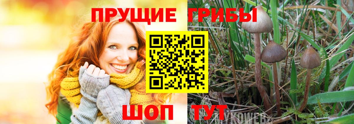 Галлюциногенные грибы GOLDEN TEACHER  Псилоцибиновые грибы мухоморы  купить  сайты  Абинск  Вход с VPN 